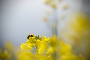 止于花间，交换心事